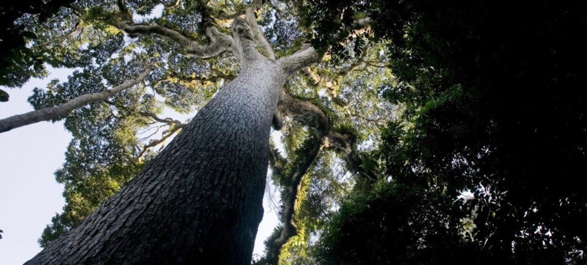 L’agroforesterie au Kenya