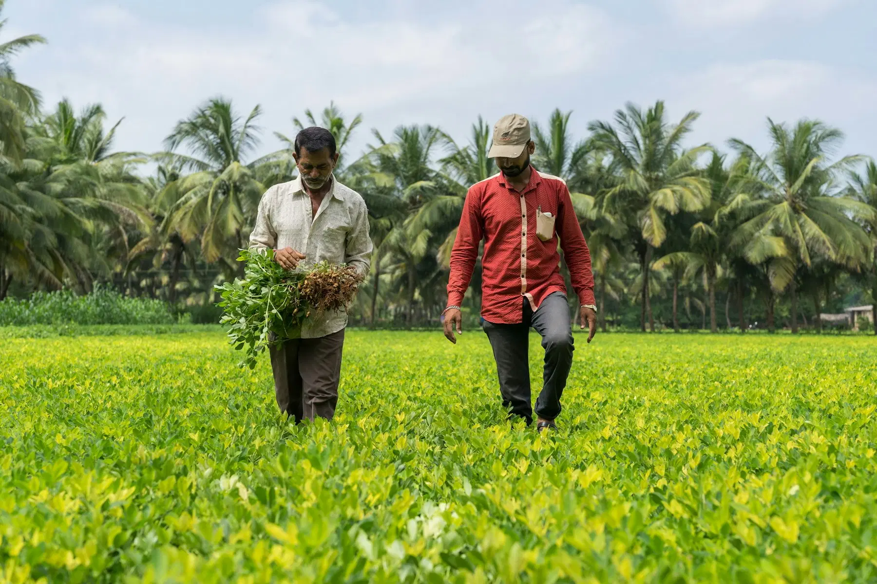 L’ agriculture de conservation en Inde
