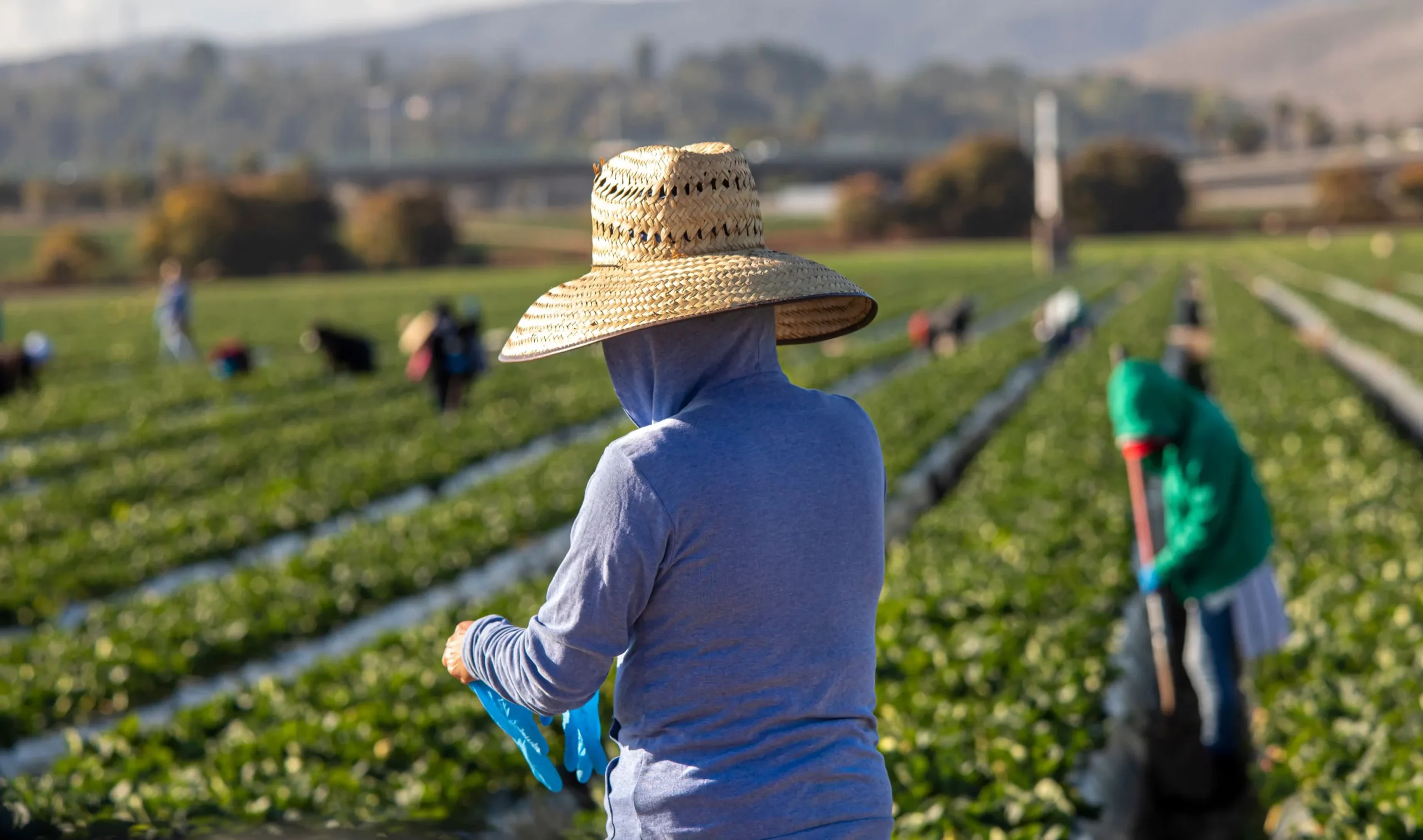Le coût des déportations des travailleurs agricoles étrangers aux Etats-Unis