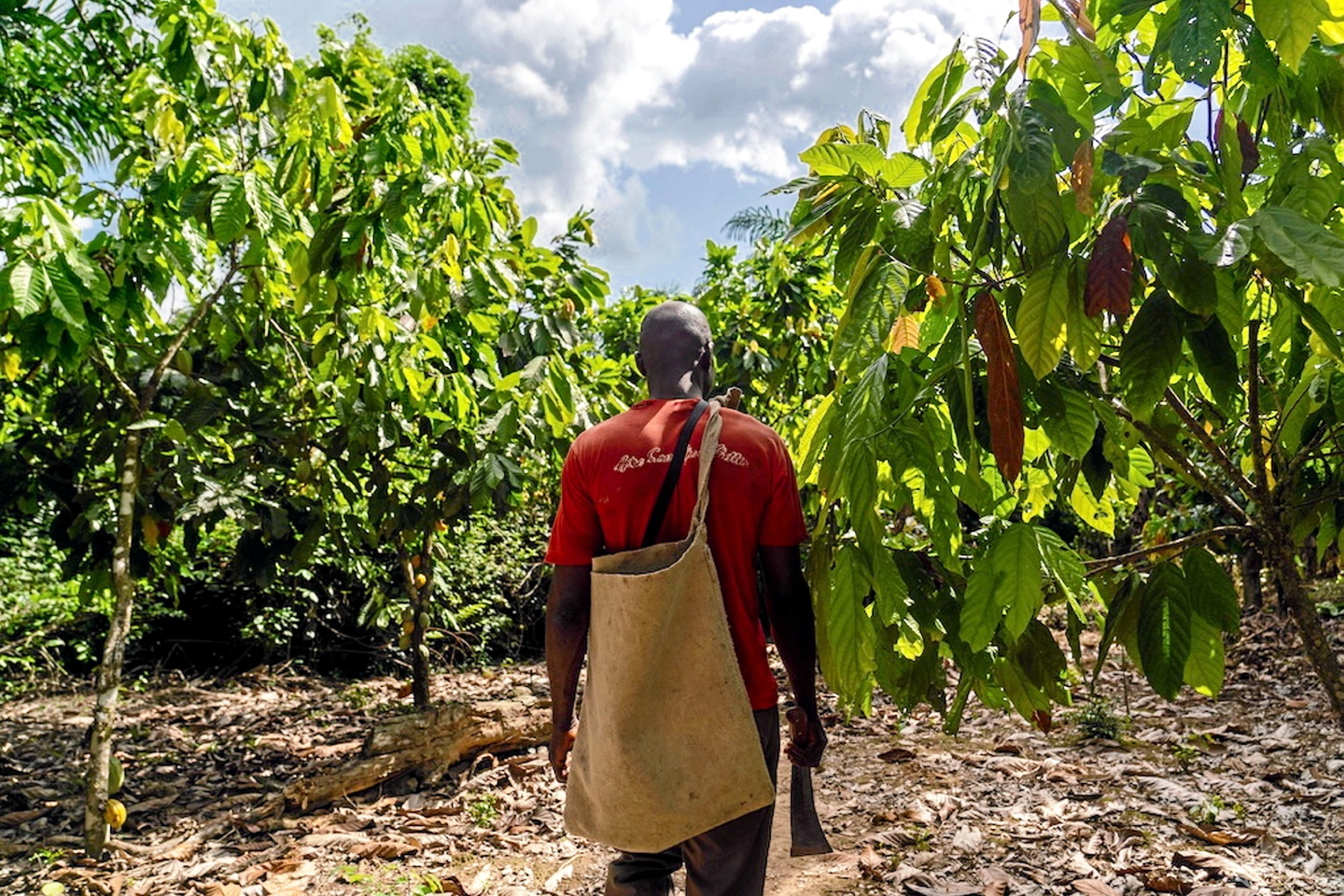 La fertilité des sols en Afrique de l’Ouest, un enjeu crucial