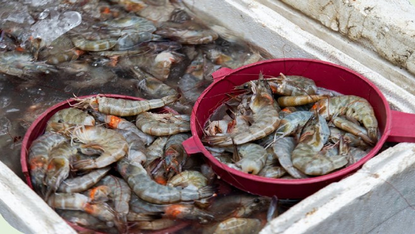 Quintuplement de la production aquacole africaine en deux ans