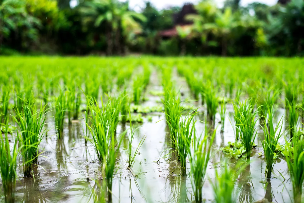 Mobilisation internationale pour rendre le riz plus résilient