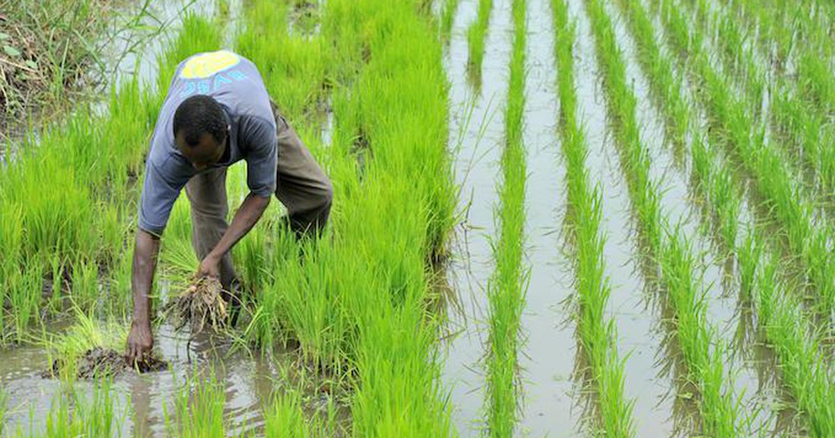 L’Afrique subsaharienne, premier importateur mondial de riz