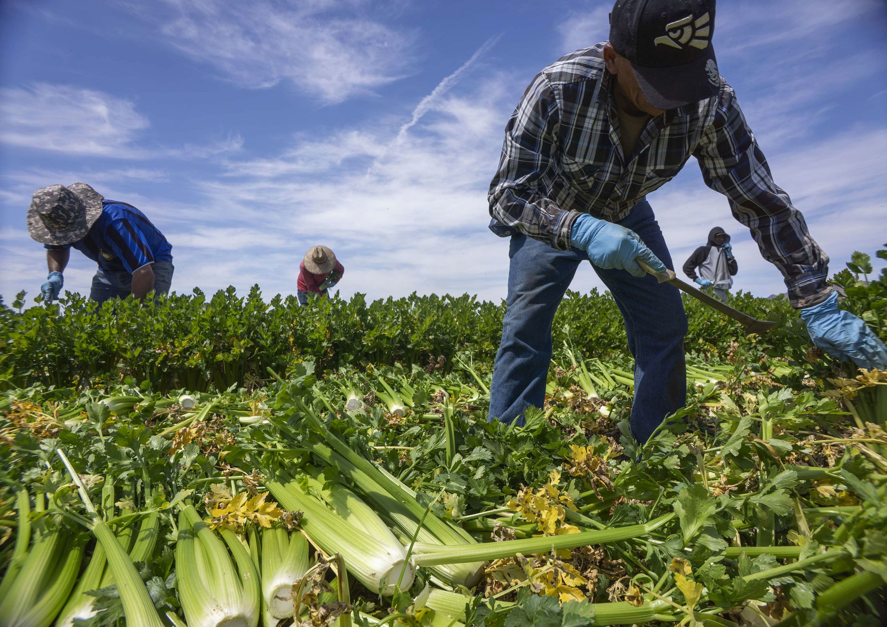 Pour les agriculteurs américains, la déportation massive des migrants illégaux serait un désastre.