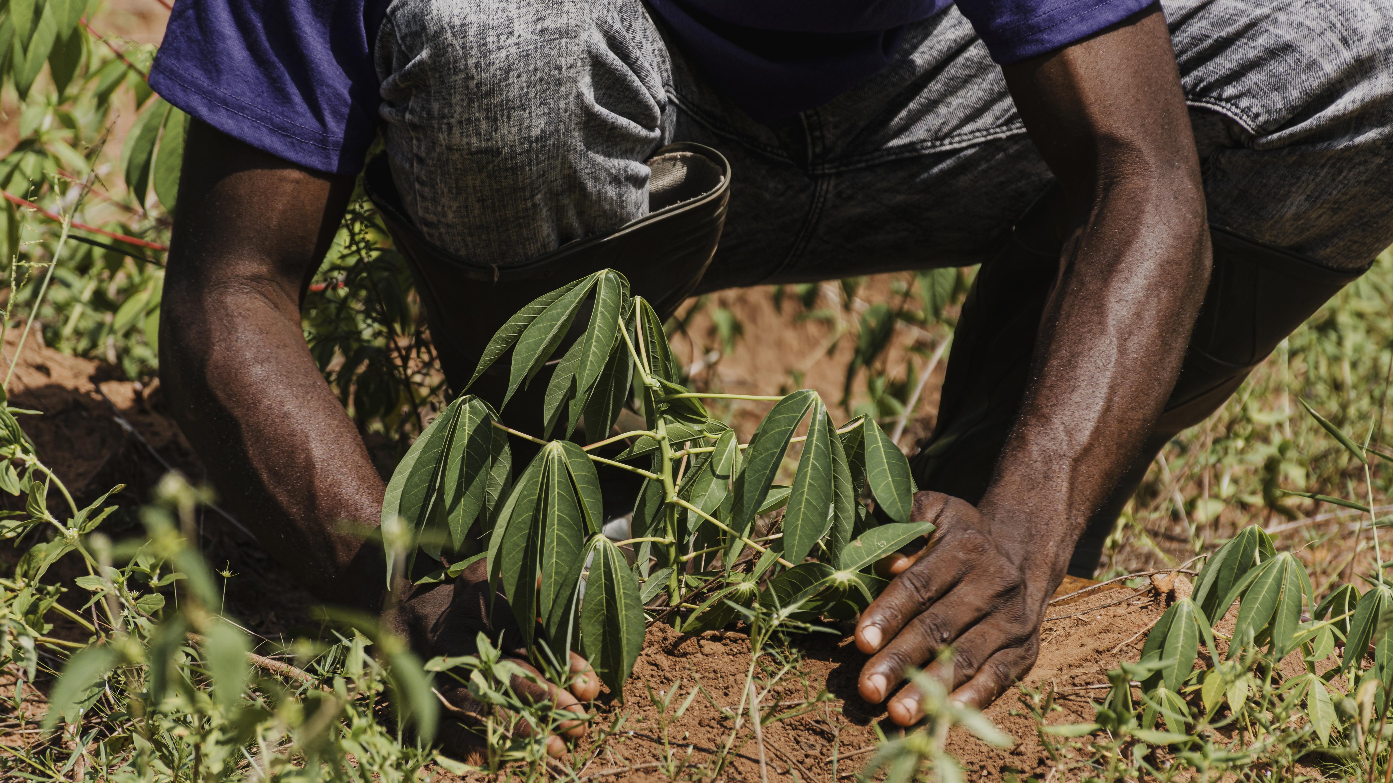 Les raisons de l’improductivité de l’agriculture africaine