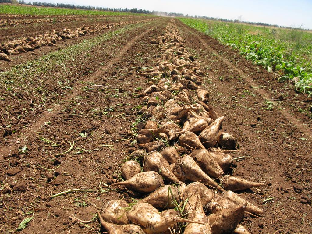 Hausse de la production sucrière africaine