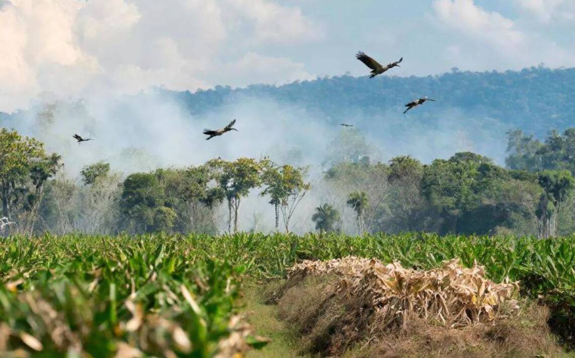 La perte de biodiversité due au commerce agricole empire