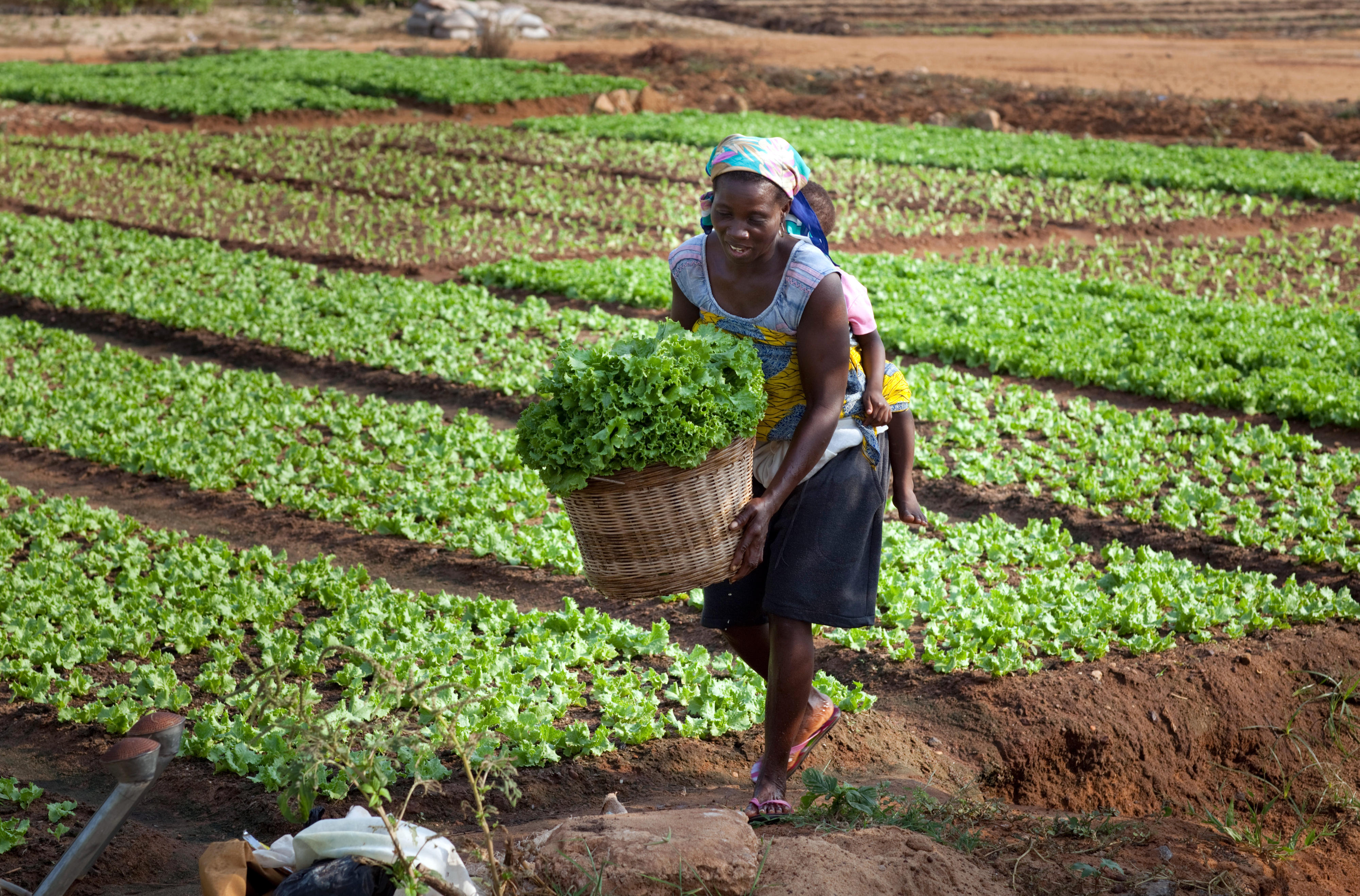 Le Brésil renforce ses relations agricoles avec l’Afrique