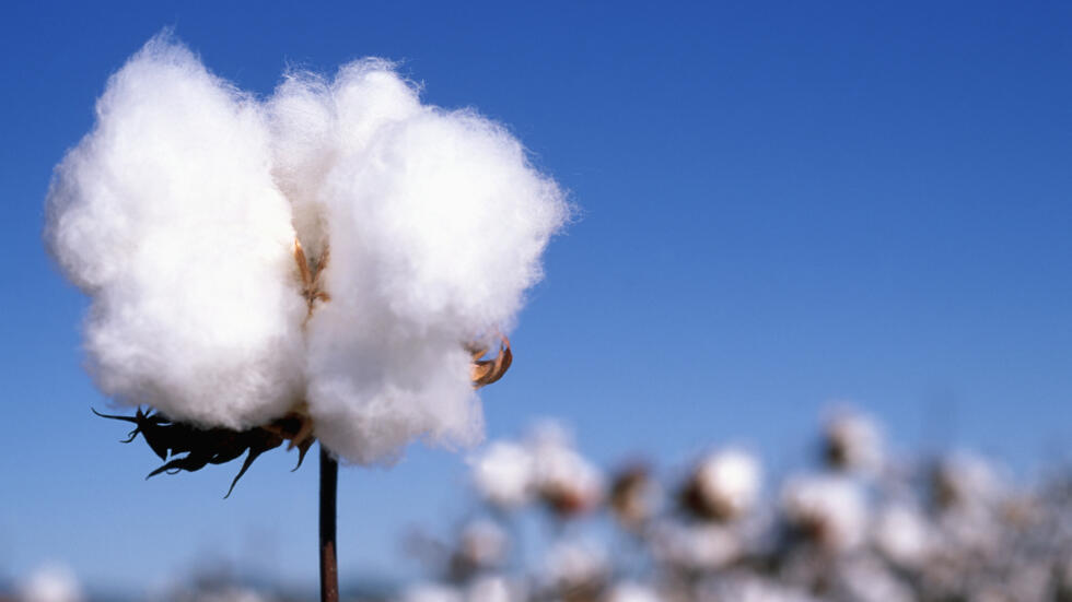 Le cours mondial du coton victime des tensions sino-américaines