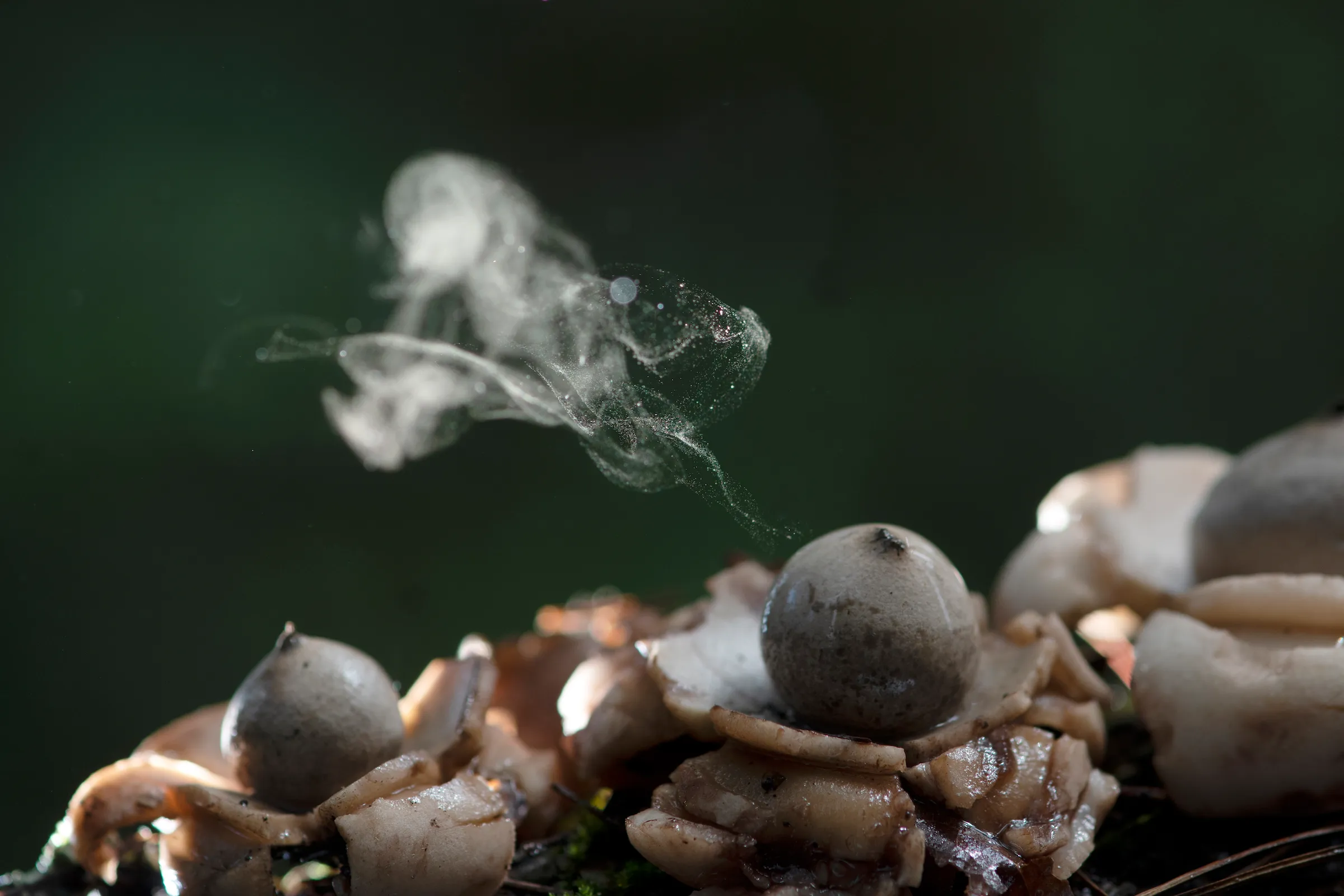 Des spores fongiques stratosphériques pourraient menacer les cultures