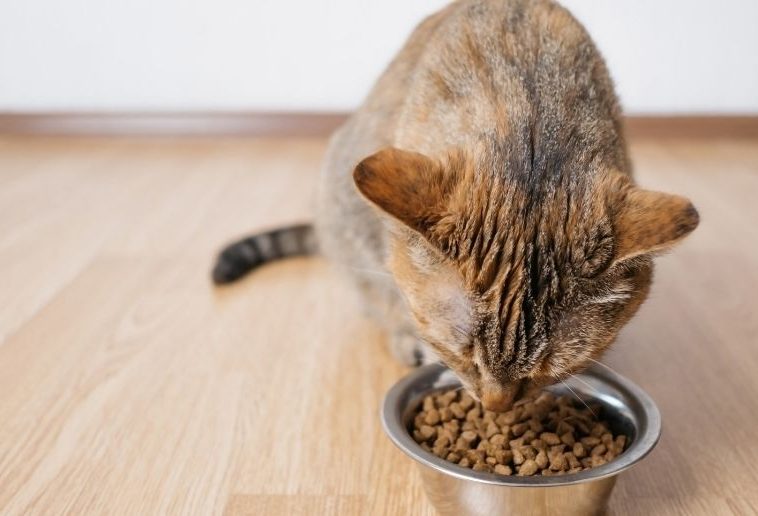 Nourriture à base d’insectes pour animaux de compagnie
