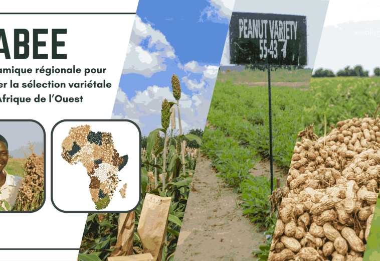 ABEE: A regional dynamic to modernize varietal selection in West Africa