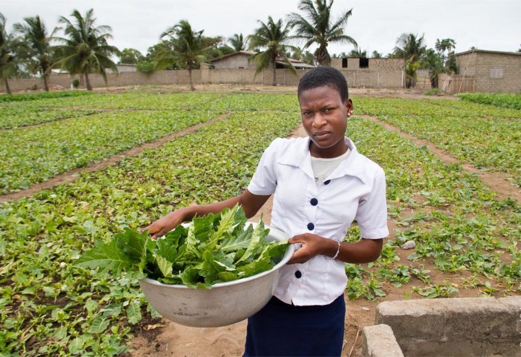 CIRAD: The IPCC on food? Focus on HPLE, a group of international experts on food safety