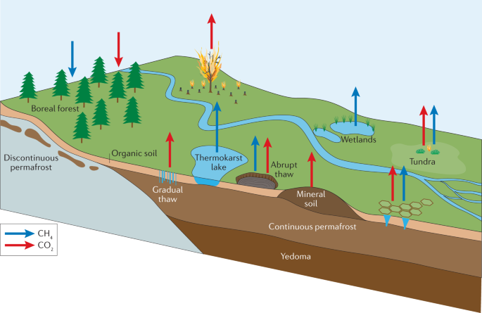 One Earth : Peatlands and permafrost: Carbon Uncertainty