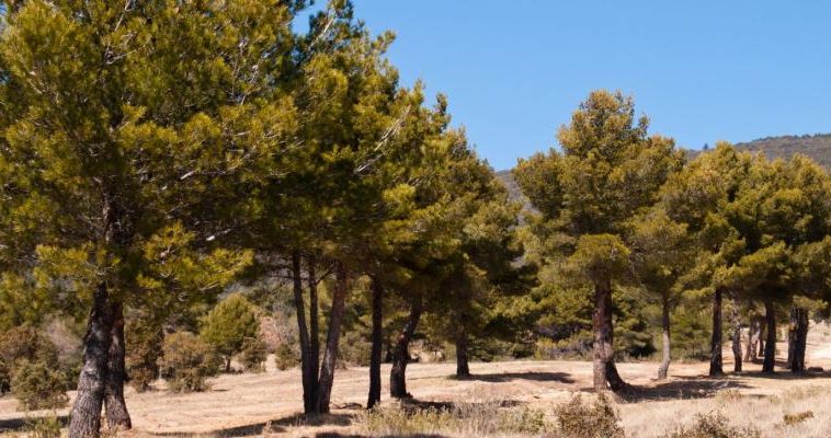 INRAE: Provision of the largest database on Mediterranean trees