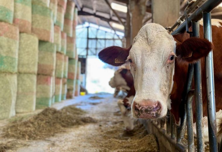 Resurgence of lumpy skin disease