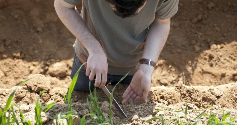 INRAE: Pourquoi y a-t-il du cadmium dans les sols