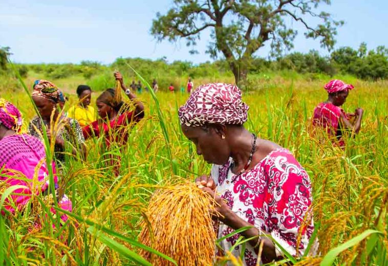 PACT: Le nouveau visage de l’agriculture africaine