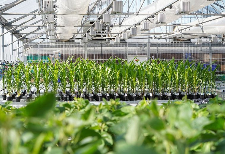 AFN : Dans les coulisses de la quête de Ginkgo et Bayer pour réécrire les règles de l’engrais : la course à la création de produits biologiques fixateurs d’azote de nouvelle génération