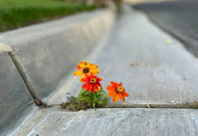 ISLANDS OF PEACE: Transitioning food systems: from self-reliance to robustness