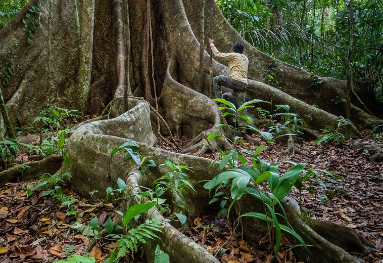 TROBENBOS INTERNATIONAL: Restoring Tropical Forests