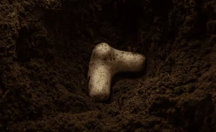 AGTECHNAVIGATOR : De la compaction à la résilience : la capsule qui pourrait transformer la santé des sols