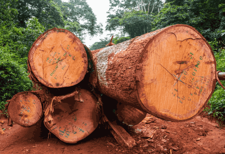 THE GUARDIAN – Les forêts africaines deviennent une source nette de carbone
