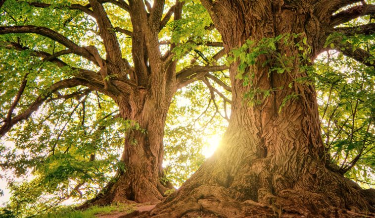 ALAIN KARSENTY : Les marchés du carbone forestier et les pays en développement