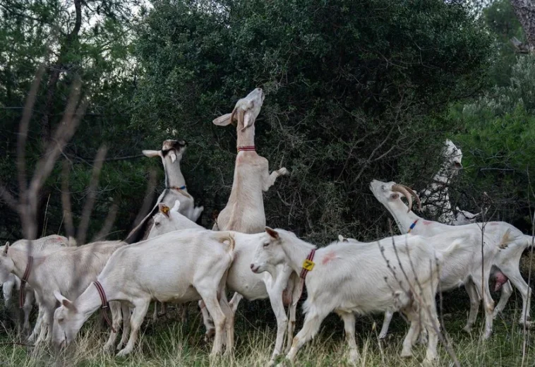 RURAL 21 : Le pâturage intensif et la fertilité des sols favorisent la croissance des plantes non indigènes