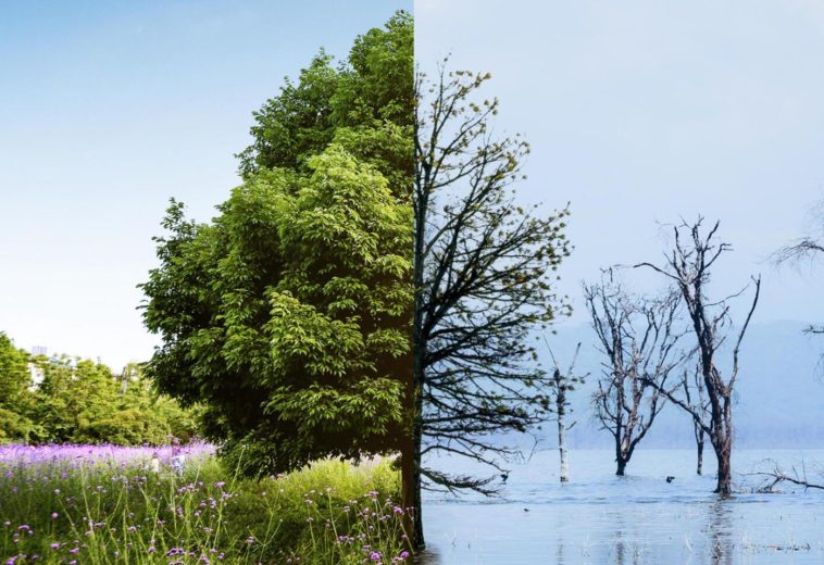 weAdapt : Lois et politiques d’adaptation au changement climatique : un examen des tendances, des lacunes et des opportunités dans 35 pays