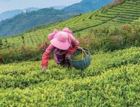 FAO : Climat et bénéfices écosystémiques des forêts et des arbres pour l’agriculture