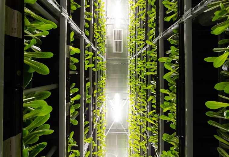 iGrow News : la FAO avertit que la crise d’Hormuz pourrait déclencher une catastrophe agroalimentaire mondiale