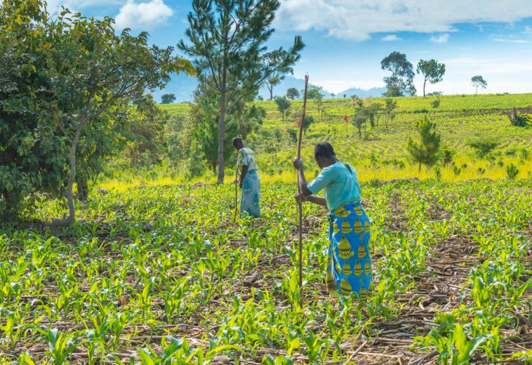 THE GUARDIAN : J’aidit que la guerre pourrait causer des pénuries alimentaires en Afrique, affirme la plus grande entreprise mondiale d’engrais