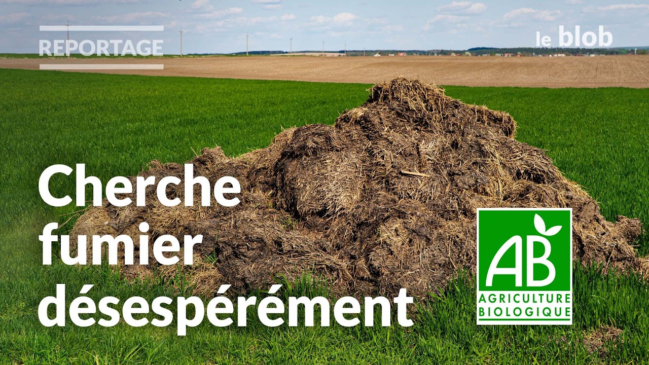 Sans élevage, pas d’agriculture bio ? Le problème de l’azote | Reportage
