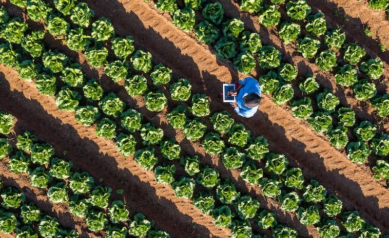 Agtechnavigator : c’est le moment de soutenir l’opportunité agroalimentaire de l’Afrique