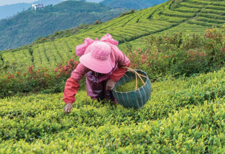 FAO : Climat et bénéfices écosystémiques des forêts et des arbres pour l’agriculture