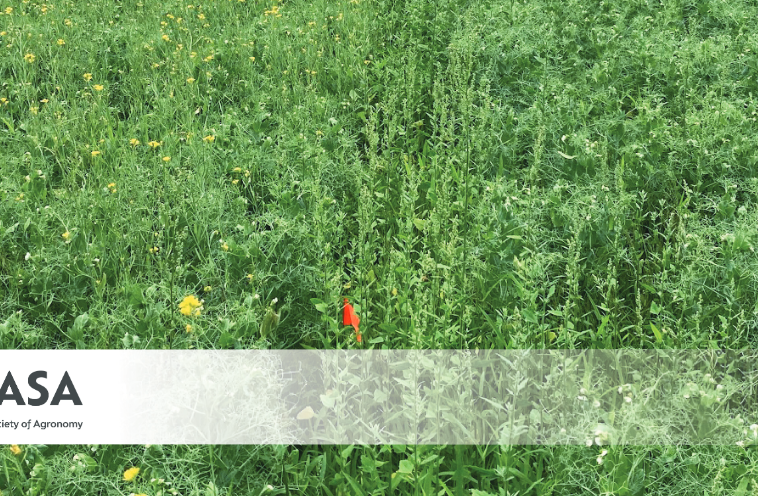 AGRONOMY JOURNAL : Réponse des céréales à la culture hybride avec des cultures non alimentaires dans les régions tropicales et subtropicales : une méta-analyse