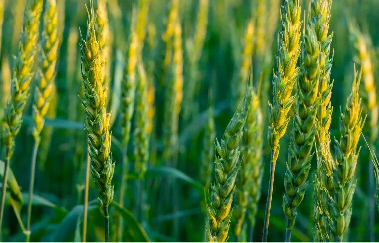 22–23 sept. 2026, World Agri-Tech Innovation Summit, Londres