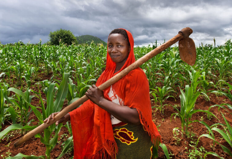 ISS Africa : Les turbulences mondiales pousseront-elles les dirigeants africains à prioriser l’agriculture ?