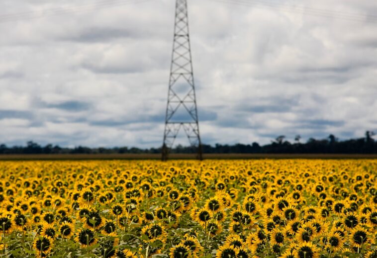 THE GUARDIAN : La ruée vers les biocarburants pourrait rapprocher le monde d’une crise alimentaire