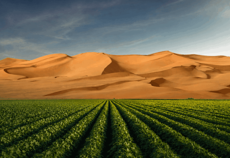 La science au service de l’amélioration de la résilience des cultures face à la sécheresse et à la salinité