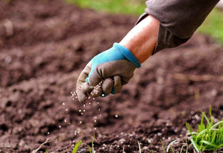 L’URINE HUMAINE COMME REMÈDE À LA CRISE DES FERTILISANTS