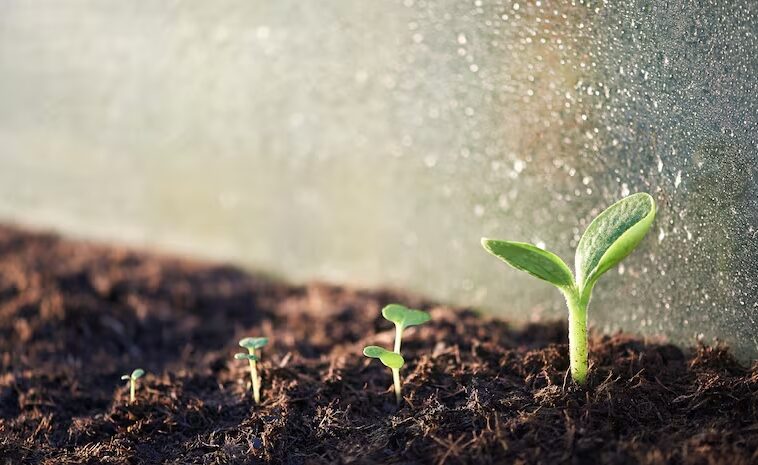 AgNavigator : « Semences intelligentes » : des semences enrobées d’un biopolymère renforcent la résilience climatique et augmentent les rendements agricoles