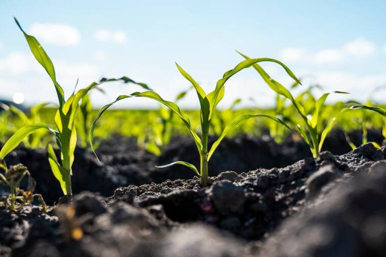 CROPLIFE : Les coûts des engrais se déplacent de la logistique vers les intrants