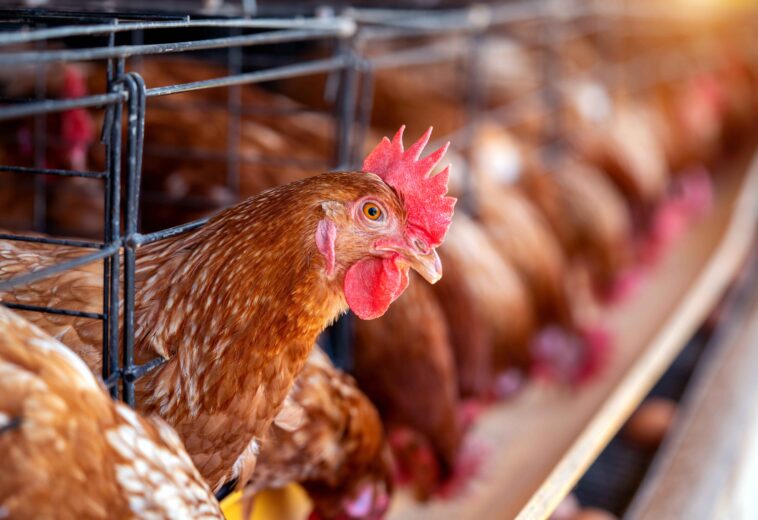 LE POULET, VIANDE EMBLÉMATIQUE DE LA MONDIALISATION ALIMENTAIRE