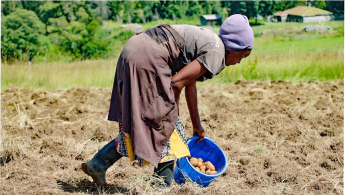 Jane Njeri planting potatoes on her farm in Nyandarua County, Kenya