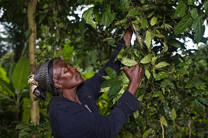 FAO : Adaptation fondée sur les forêts : une adaptation transformationnelle grâce aux forêts et aux arbres