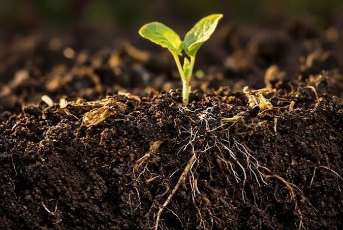 CropLife : Engrais : naviguer dans un marché volatil du phosphore et du potassium en 2027