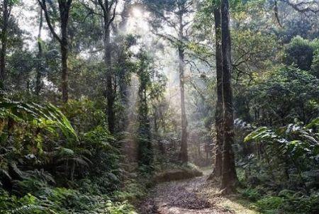 AGENCE ECOFIN : Le rapport de la FAO sur l’état des forêts en Afrique.