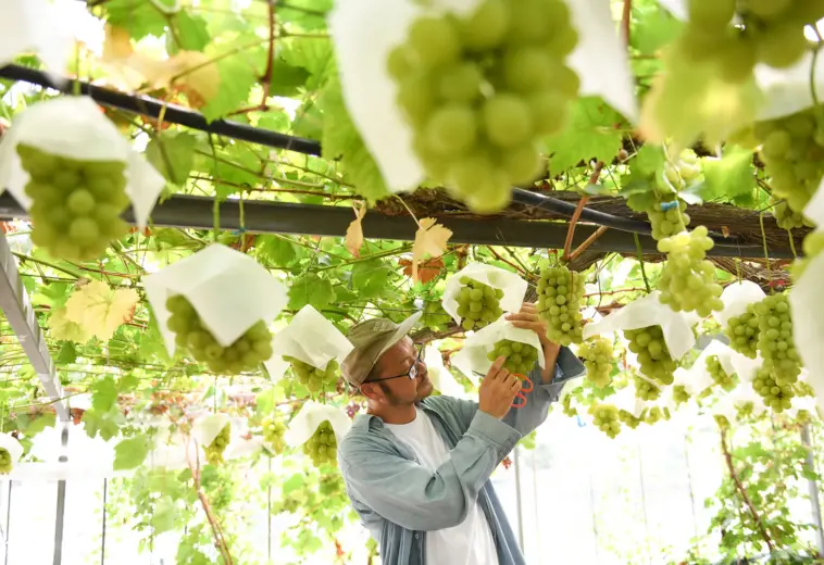 BLOOMBERG : Des pays concurrents copient les raisins parfaits du Japon à 64 dollars